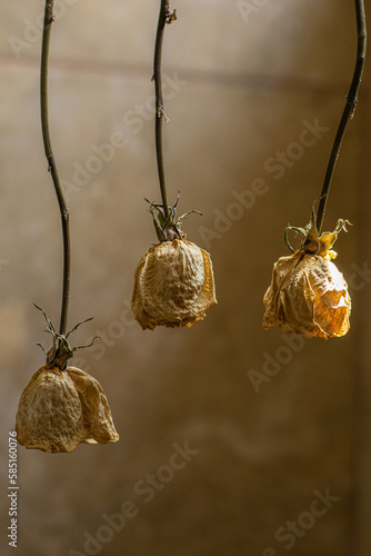 dried white roses 
