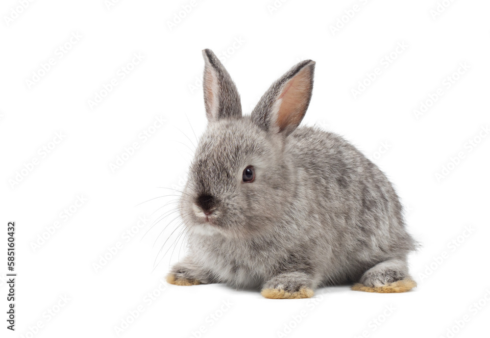 Front view of baby grey rabbit sitting on white background. Lovely action of young rabbit. Front view of baby grey rabbit sitting on white background. Lovely action of young rabbit.