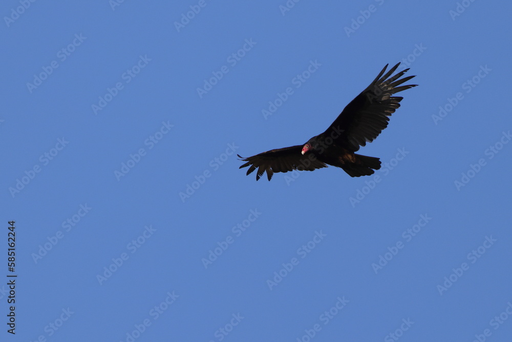 Turkey buzzard in flight against blue sky. Turkey buzzard in flight against blue sky.