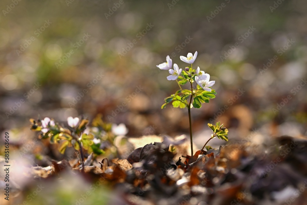 Spring background. Beautiful little white flowers in nature. Small plant in the forest (Isopyrum thalictroides) Spring background. Beautiful little white flowers in nature. Small plant in the forest (Isopyrum thalictroides)