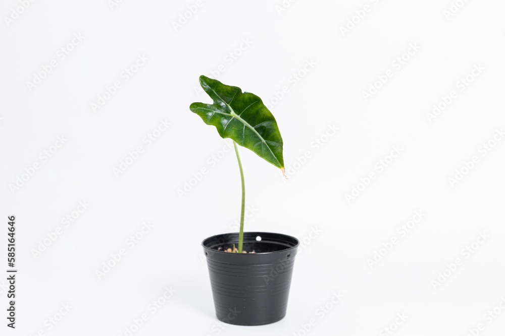Alocasia Amazonica baby plant in black plastic pot with isolated white background Alocasia Amazonica baby plant in black plastic pot with isolated white background