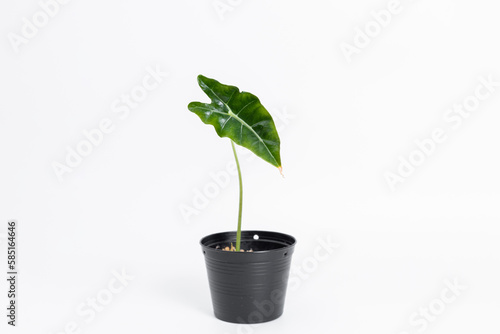 Alocasia Amazonica baby plant in black plastic pot with isolated white background