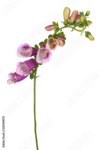 Fotografie foxglove flower isolated