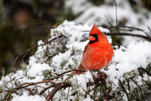 Male Cardinal in a Snowy Tree