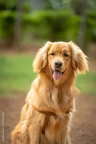 golden retriever 