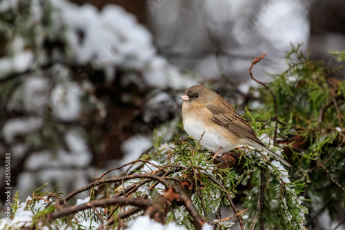 Dark-eyed Junco (Junco hyemalis mearnsi) in a snowy tree photo