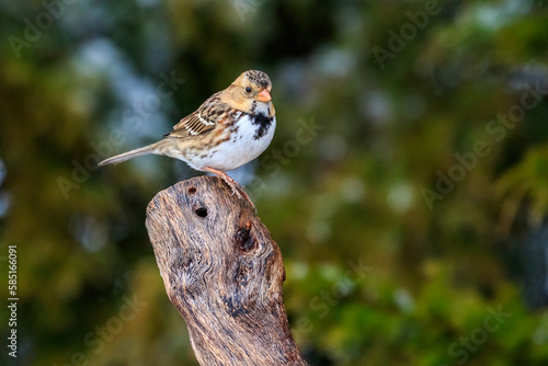 Harris's Sparrow (Zonotrichia querula) on a stump photo