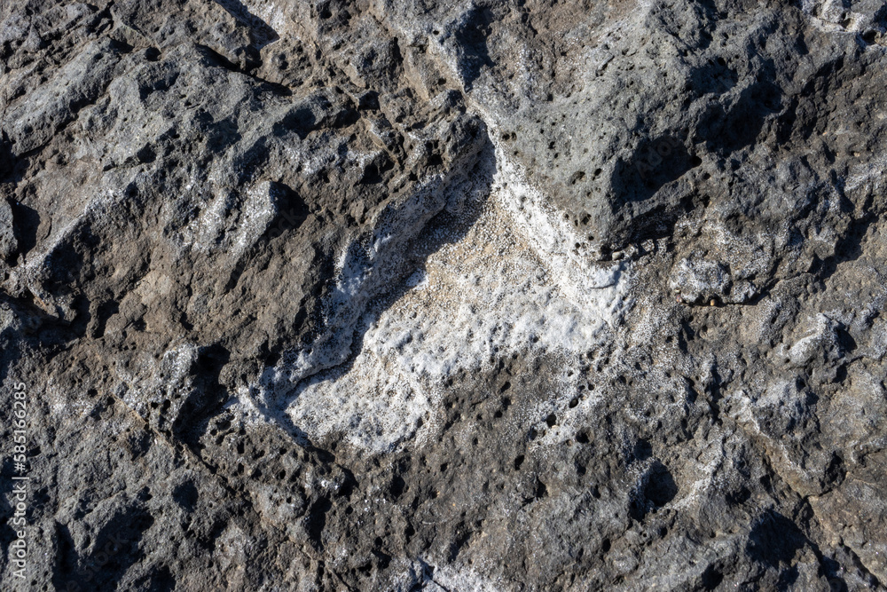 Salt sediment on a black rock, Fuertventura