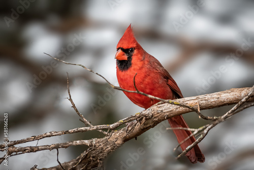 Northern Cardinal (Cardinalis cardinalis) in a tree