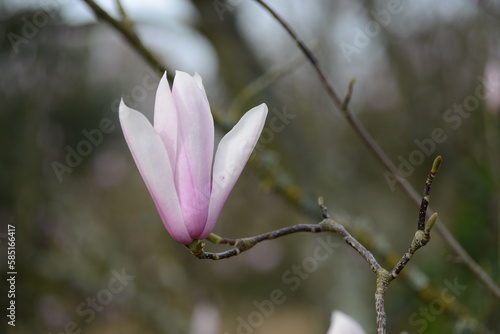 Magnolia bloom  Jersey  U.K. Early Spring flowering tree.