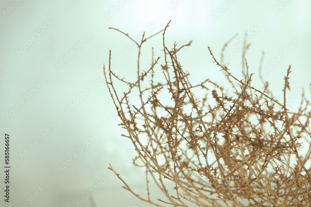 Obraz premium Dry thorn isolated on white background