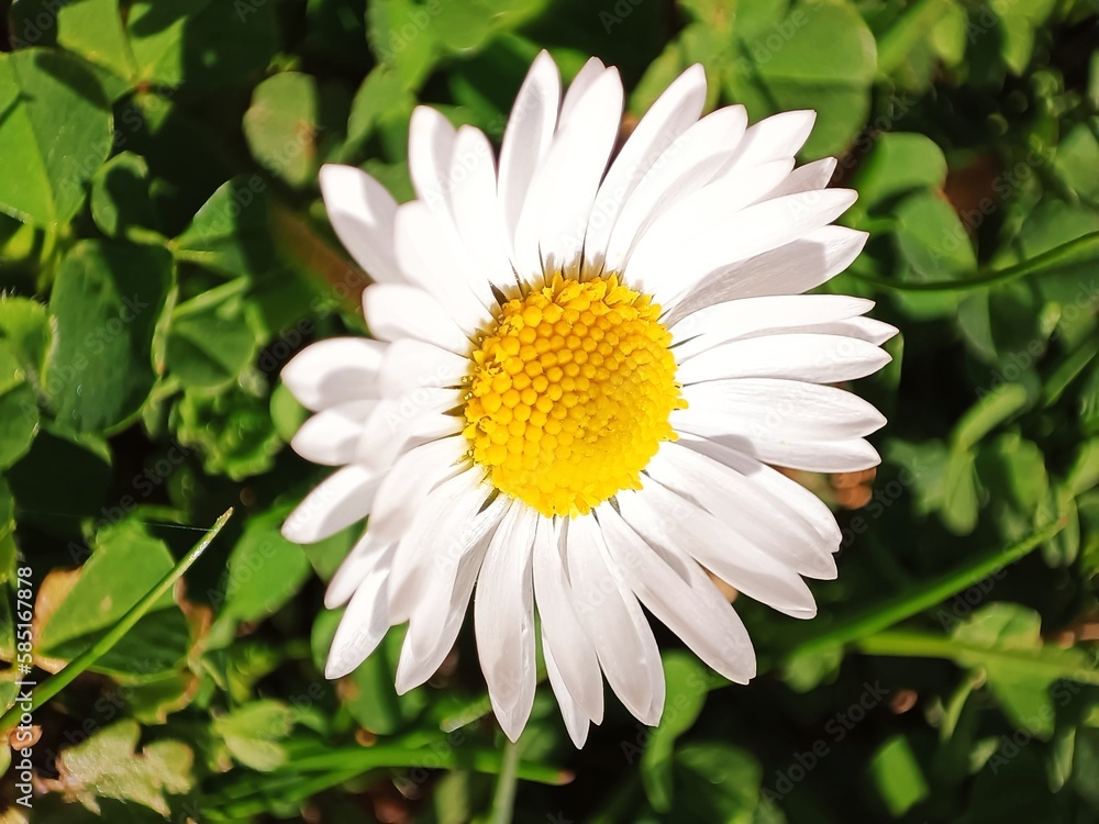 Fototapeta premium white daisy in the garden