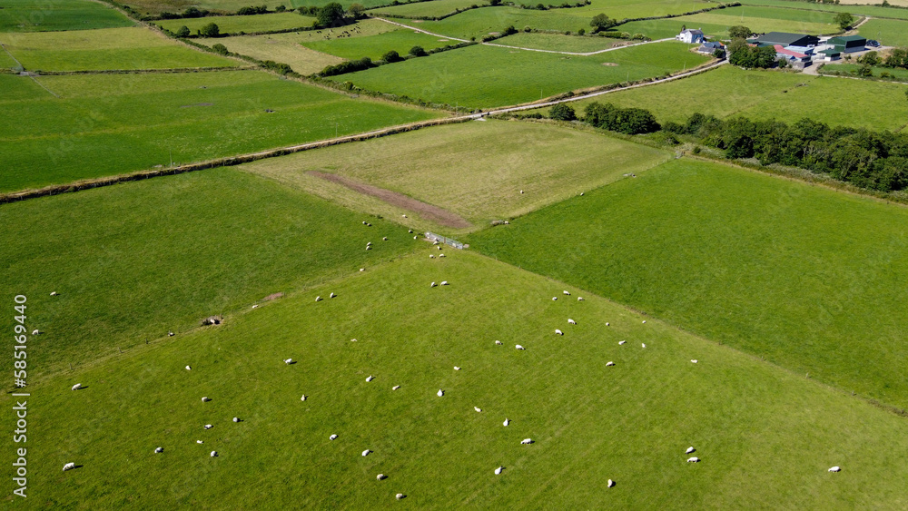 Flock of sheep on a green farm pasture on a sunny summer day, aerial view. Livestock farm. Grazing cattle in the pasture at noon.