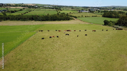 Cows on a meadow on a summer day. Green farm fields at noon. Agricultural landscape, top view, green grass field.