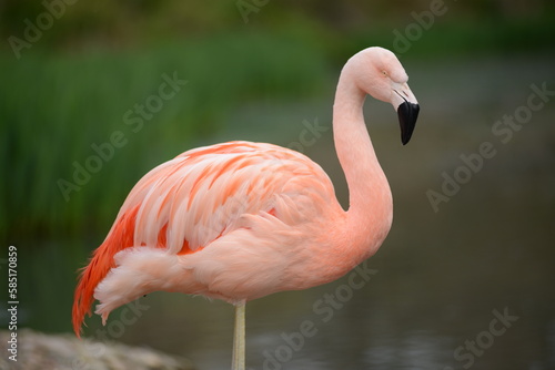 Chilean flamingo, telephoto image of an isolated bird.