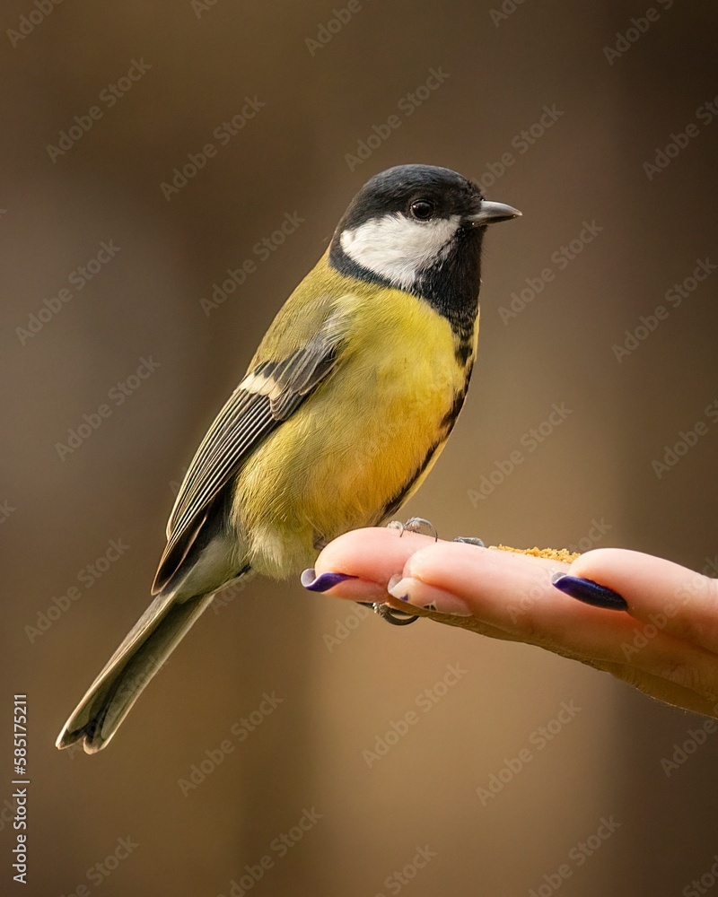 Fototapeta premium titmouse on a hand