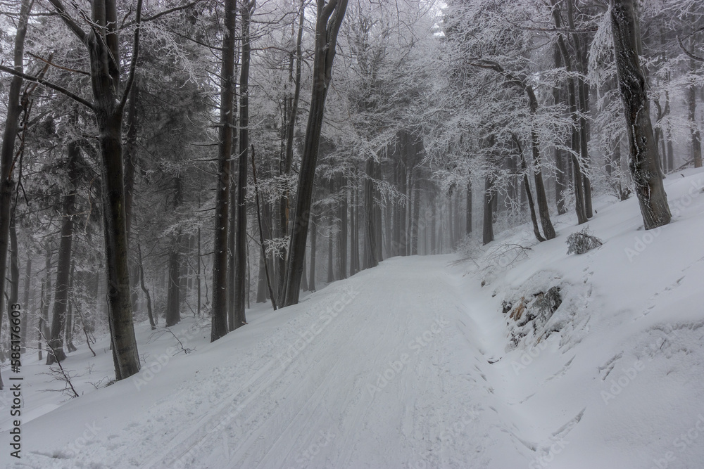Obraz premium Winter view of a forest path in Orlicke hory mountains, Czech Republic