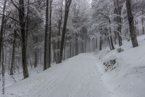 Winter view of a forest path in Orlicke hory mountains, Czech Republic