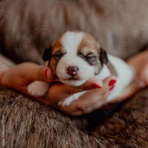 Cute newborn puppy jack russell terrier on hands photo