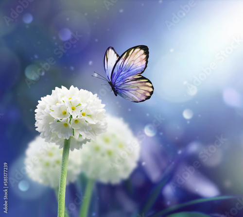 Beautiful white flower fresh spring morning on nature and butterfly on blue background. Spring, summer concept.
