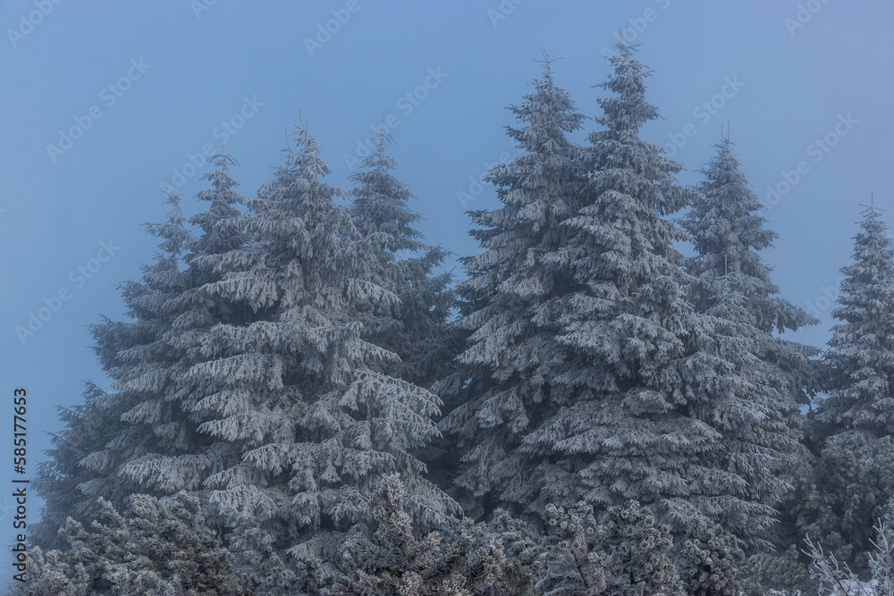 Snow covered spruce trees in Orlicke hory mountains, Czech Republic Snow covered spruce trees in Orlicke hory mountains, Czech Republic