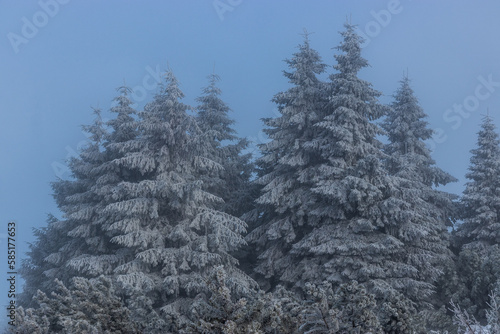 Snow covered spruce trees in Orlicke hory mountains, Czech Republic