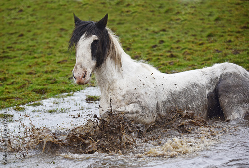 Shetland pony and cob horse splashing in muddy puddle in field