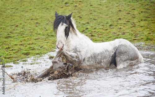 Shetland pony and cob horse splashing in muddy puddle in field