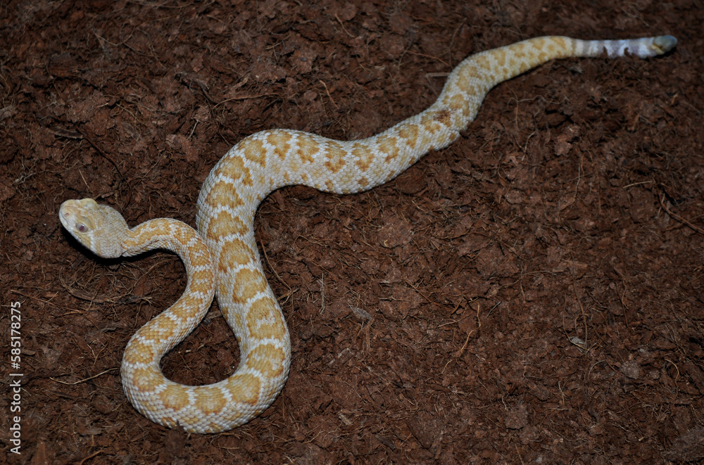 Western Diamond-backed Rattlesnake (Crotalus atrox) cub Western Diamond-backed Rattlesnake (Crotalus atrox) cub