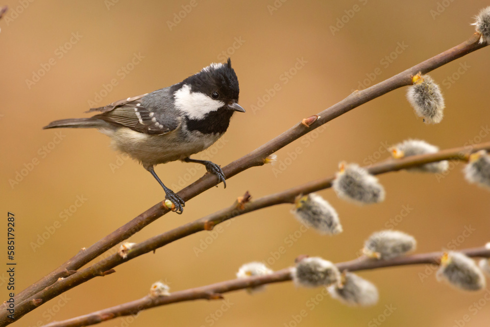 Sosnówka, sikora sosnówka (Periparus ater) Sosnówka, sikora sosnówka (Periparus ater)