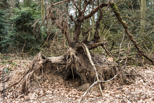 roots of a by a storm fallen tree in a nature area in the Achterhoek