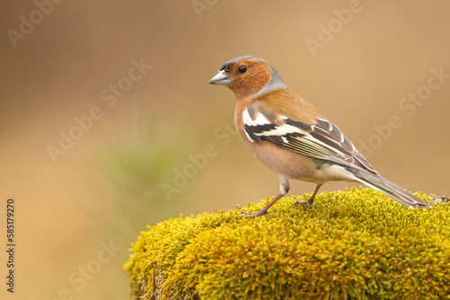 Zięba zwyczajna, zięba (Fringilla coelebs)