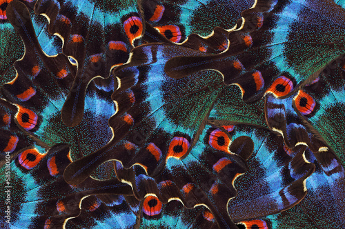 abstract pattern of tropical butterfly wings. photo