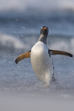 Gentoo Penguin (Pygoscelis papua) coming ashore after feeding at sea on Sea Lion Island in the Falkland Islands.