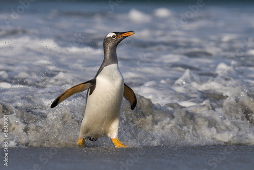 Gentoo Penguin  Pygoscelis papua  coming ashore after feeding at sea on Sea Lion Island in the Falkland Islands.
