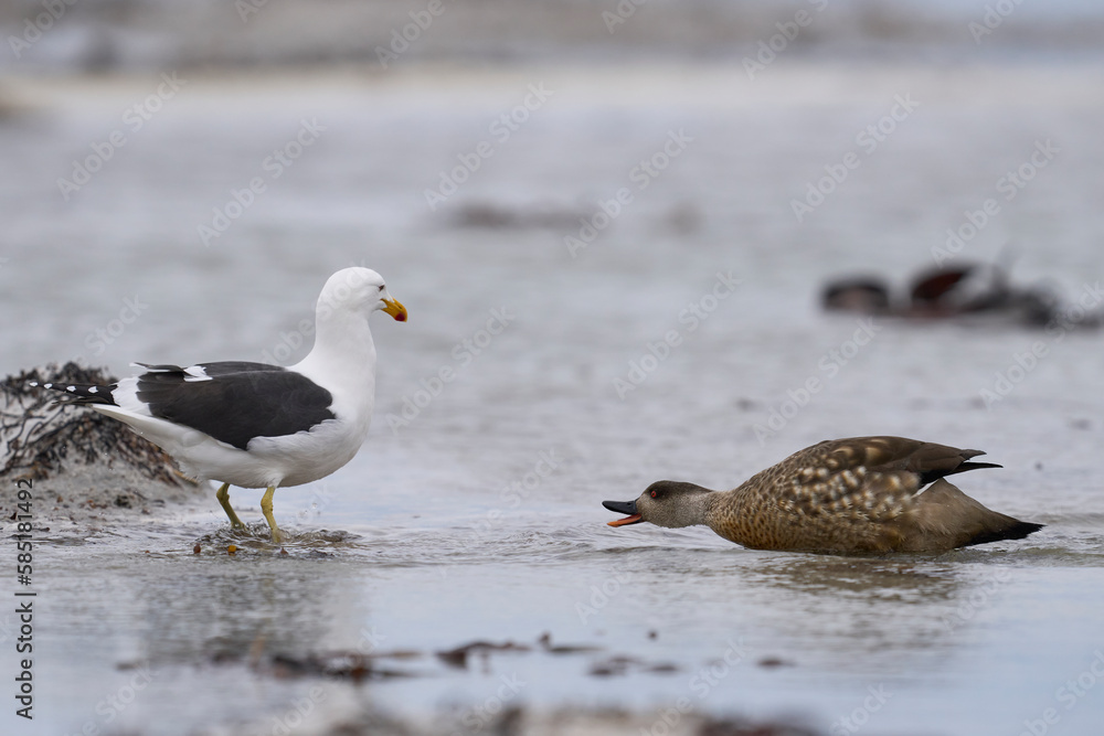 Crested Duck (Lophonetta specularioides specularioides) chasing off a gull on Sea Lion Island in the Falkland Islands Crested Duck (Lophonetta specularioides specularioides) chasing off a gull on Sea Lion Island in the Falkland Islands
