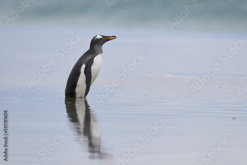 Gentoo Penguin  Pygoscelis papua  coming ashore after feeding at sea on Sea Lion Island in the Falkland Islands.