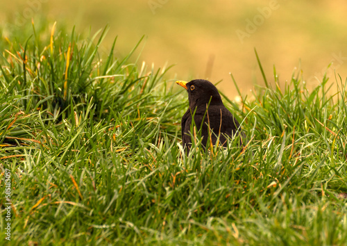 na spacerze kos w trawie