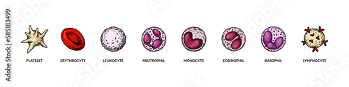 Blood cells isolated on white background. Scientific microbiology vector illustration in sketch style