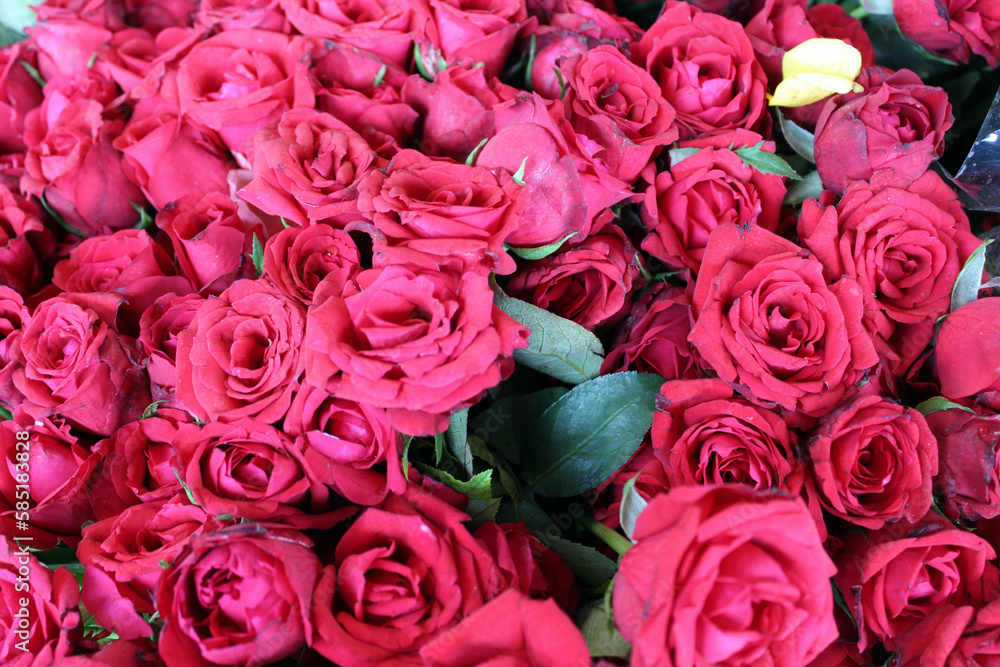 Red, Yellow and Pink Rose. Abstract Rose Background. Different colors of Rose. Beautiful Roses. Different color of roses. Red, Yellow and Pink Rose. Abstract Rose Background. Different colors of Rose. Beautiful Roses. Different color of roses.