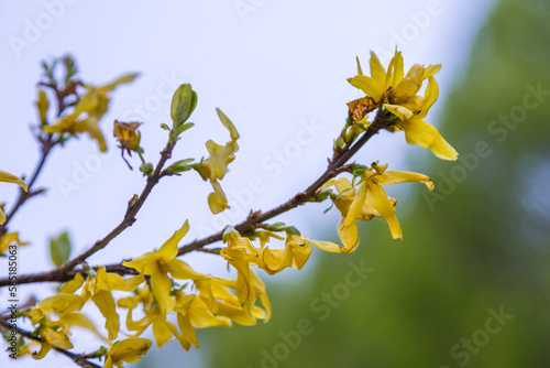Yellow forsythia flowers. Norwood Grove Park, London, UK.