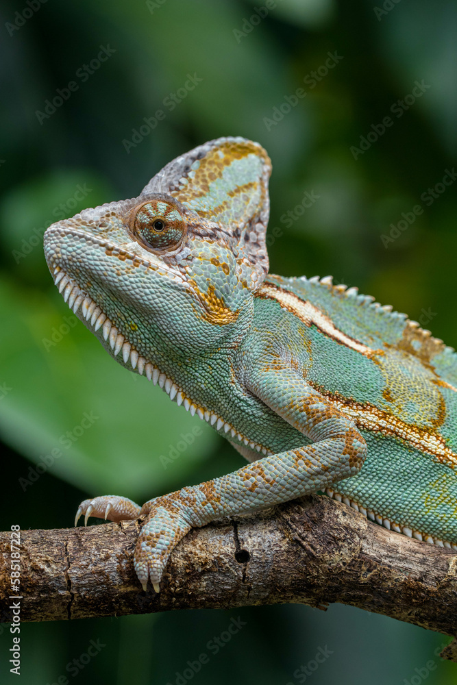 The veiled chameleon (Chamaeleo calyptratus) is a species of chameleon (family Chamaeleonidae) native to the Arabian Peninsula The veiled chameleon (Chamaeleo calyptratus) is a species of chameleon (family Chamaeleonidae) native to the Arabian Peninsula