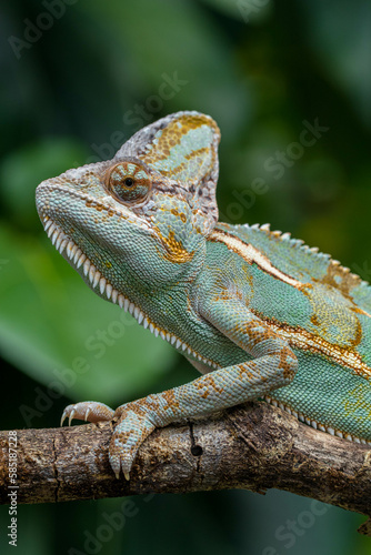 The veiled chameleon  Chamaeleo calyptratus  is a species of chameleon  family Chamaeleonidae  native to the Arabian Peninsula