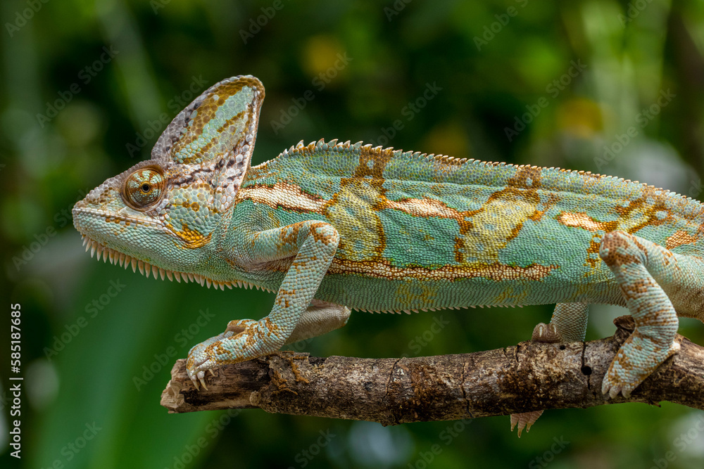 Obraz premium The veiled chameleon (Chamaeleo calyptratus) is a species of chameleon (family Chamaeleonidae) native to the Arabian Peninsula