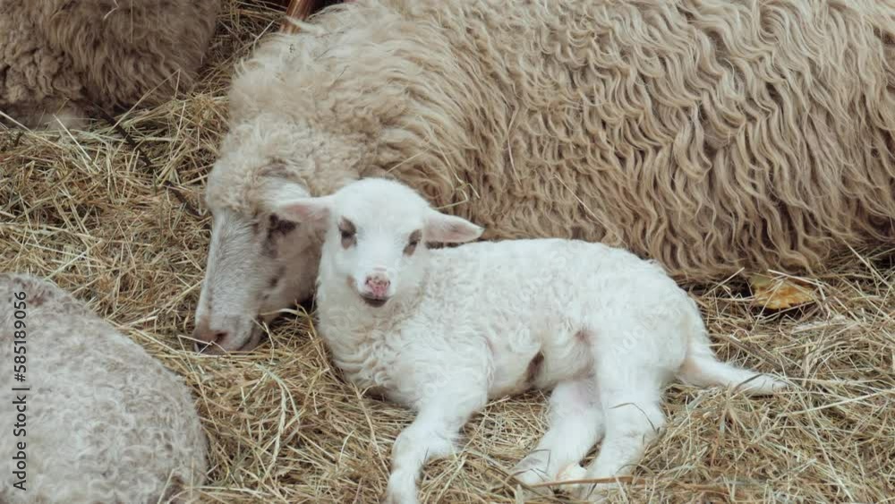 Ewe. Newborn Lamb. Little lamb next to mother sheep. Cute white lamb lying. A white ewe lamb. Ewe. Newborn Lamb. Little lamb next to mother sheep. Cute white lamb lying. A white ewe lamb.