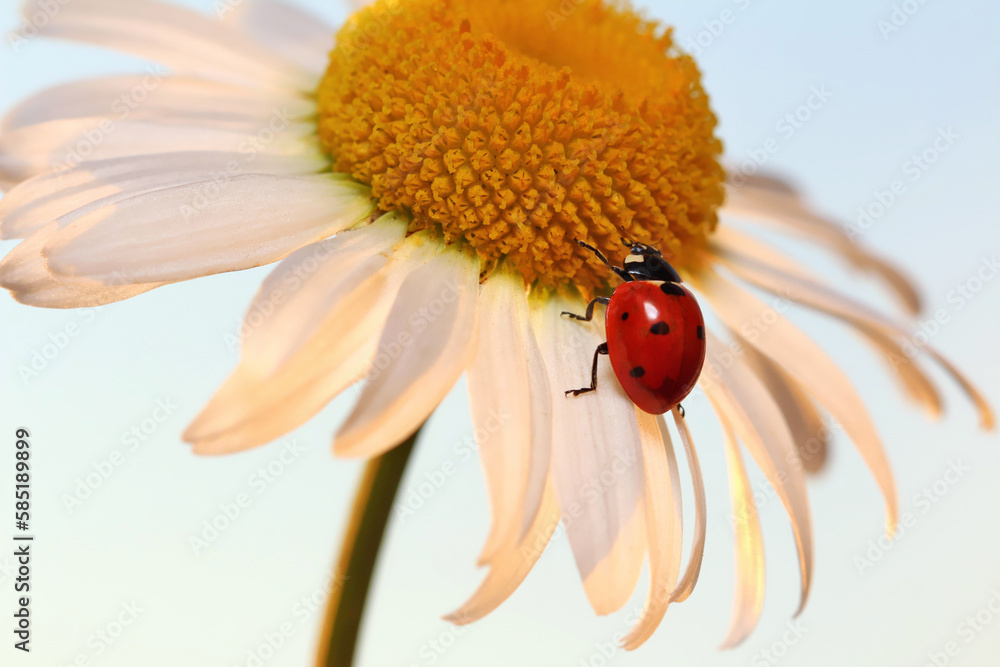 Ladybug leisurely runs on a field flower named Daisy.
Chamomile looks beautiful on both blue and green background, and ladybug complements the picture well.
Ladybug leisurely runs on a field flower named Daisy.
Chamomile looks beautiful on both blue and green background, and ladybug complements the picture well.