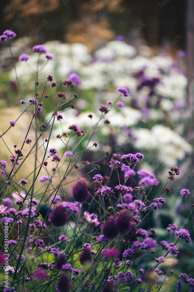 Obraz premium flowers in the garden