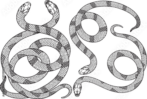 Stylized contour snakes. Line art, sketch style, tattoo, design elements
