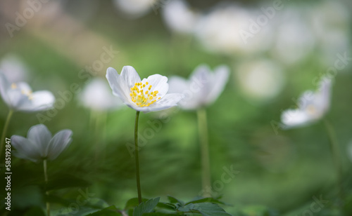 wood anemone (Anemone nemorosa), or Sylvie anemone
