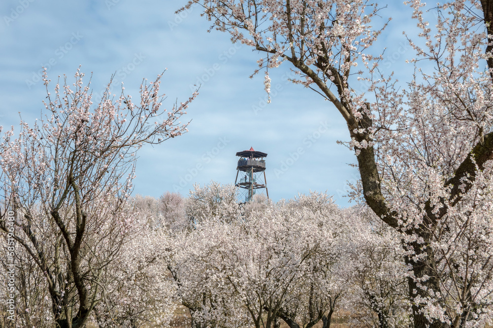 tree in the forest
blossom
tree in spring
flowering mangroves
Viewpoint in flowering mangroves tree in the forest
blossom
tree in spring
flowering mangroves
Viewpoint in flowering mangroves